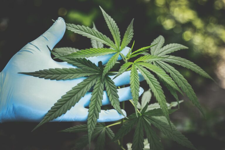 Cannabis Plant 768x512